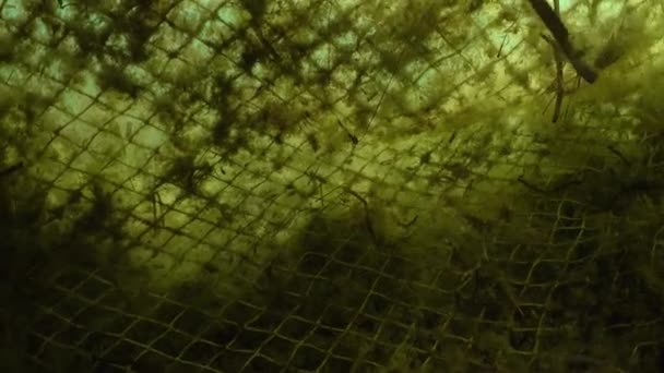 Abandoned Fishing Net Left Bottom Can Cause Damages Marine Life — Vídeos de Stock