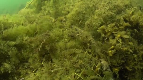 Abandoned Ghost Fishing Net Left Bottom Can Cause Damages Marine — Vídeo de Stock