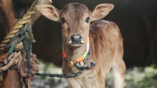 Cute Little Calf Looking Camera Curiously Close Gimbal Shallow Focus — Stock Video