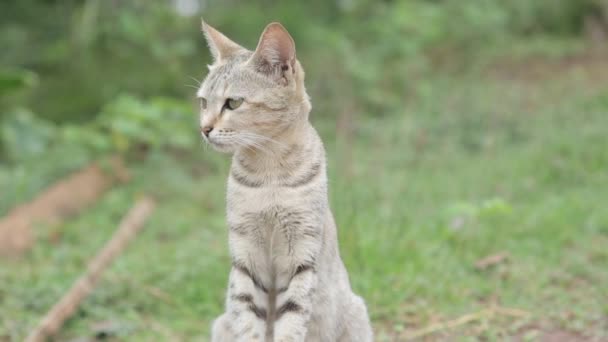 Close Gimbal Shot Tabby Kitten Looking Windy Day Shallow Focus — Stockvideo