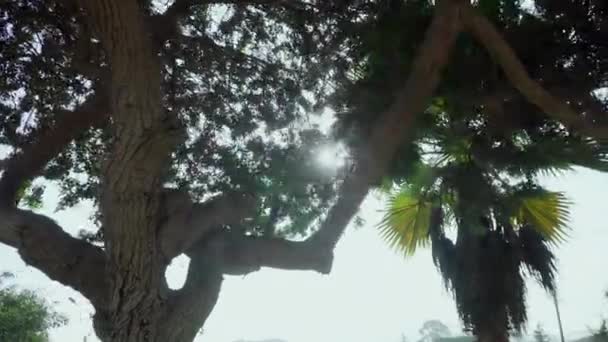 Nízký Úhel Rotující Výstřel Kolem Plně Vzrostlého Zeleného Stromu Zahradě — Stock video