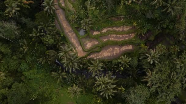 Overhead View Terraced Rice Paddies Middle Verdant Bali Jungle — Stockvideo