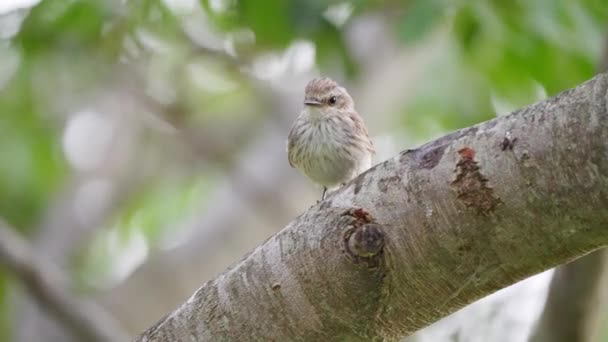 Pequena Fêmea Austral Vermelhão Flycatcher Poleiro Ramo Árvore Uma Espécie — Vídeo de Stock