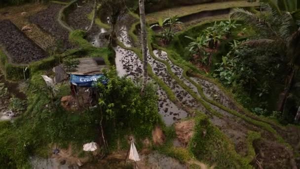 Flyg Nedstigning Terrasserade Risfält Frodig Djungel Ubud Bali — Stockvideo