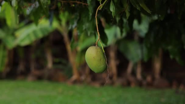 熱帯ジャングルのオアシスの木から一本の緑のマンゴーがぶら下がり — ストック動画