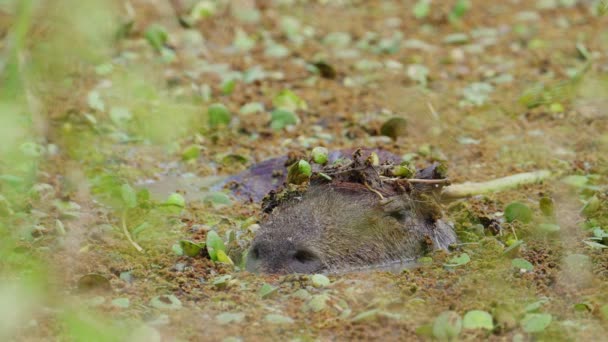 Wilder Wasserschwein Halb Unter Sumpfigem Wasser Versunken Getarnt Und Einklang — Stockvideo