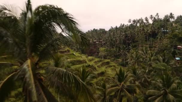 Drone Flight Lush Jungle Terraced Rice Paddies Ubud Bali — Stockvideo