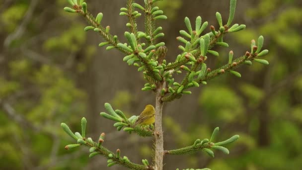 Beautiful Female Yellow Warbler Bird Small Bush Middle Forest — Stock video