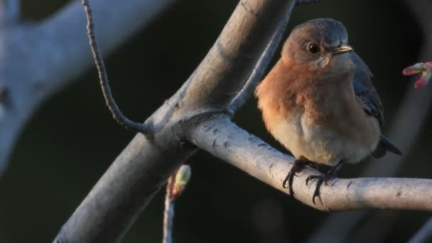 Λεπτομέρεια Του Όμορφου Ανατολικού Bluebird Δέντρο — Αρχείο Βίντεο