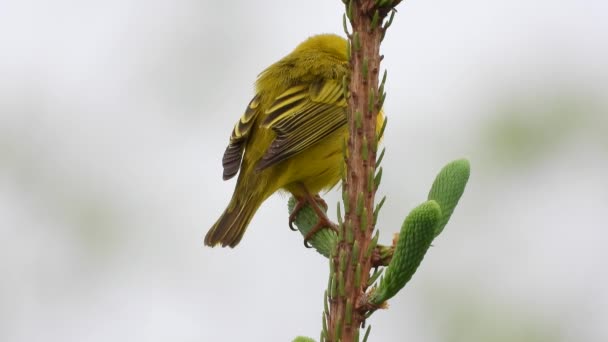 Close Female Yellow Warbler Sitting Conifer Tree Branch — Stockvideo