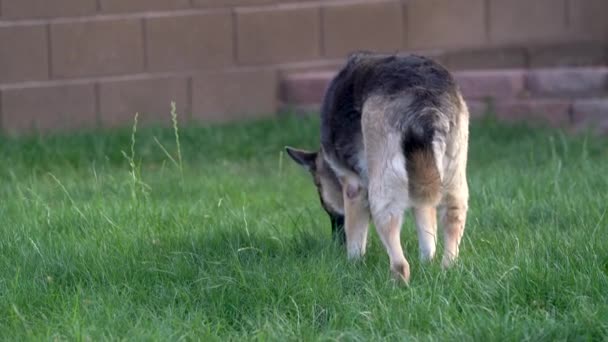 German Shepherd Tracking Intruder Smelling Grass — 图库视频影像