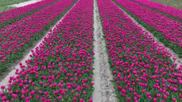 Rows Purple Tulips Full Bloom Aerial View — Αρχείο Βίντεο