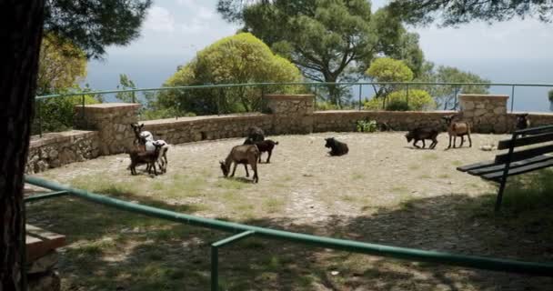 Деякі Дикі Козли Ходять Парку Астаріта Острові Капрі Італія — стокове відео