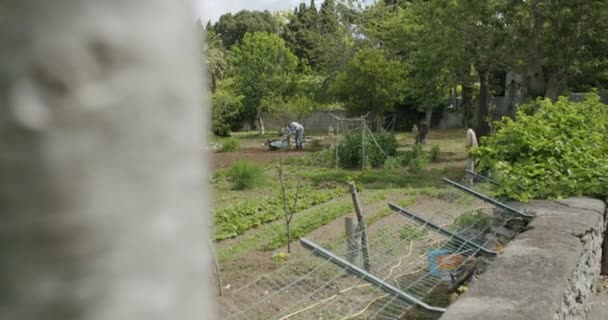 Starý Muž Pracuje Své Zahradě Ostrově Capri Itálii — Stock video