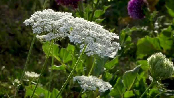 Witte Koningin Anne Kant Bloeiende Plant Zwaaiend Wind Outdoor Bloementuin — Stockvideo