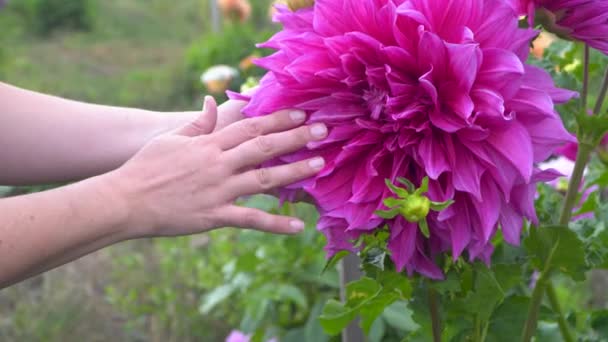 Manos Tocando Una Enorme Dalia Plato Gran Flor Rosa Jardín — Vídeos de Stock