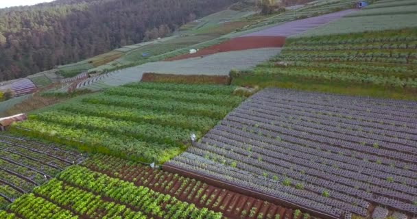 Aerial View Beautiful Terraced Vegetable Plantation Slope Mount Sumbing Magelang — Stockvideo