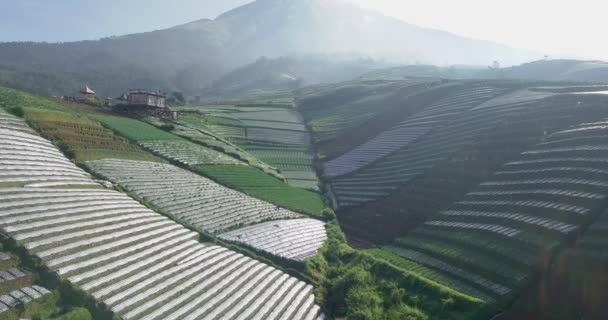 Luftaufnahme Einer Terrassenförmigen Gemüseplantage Hang Des Berges Sumbing Magelang — Stockvideo