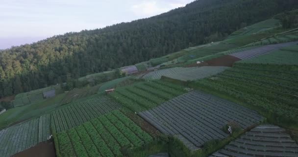 Aerial View Terraced Vegetable Plantation Slope Mount Sumbing Magelang Central — Stockvideo