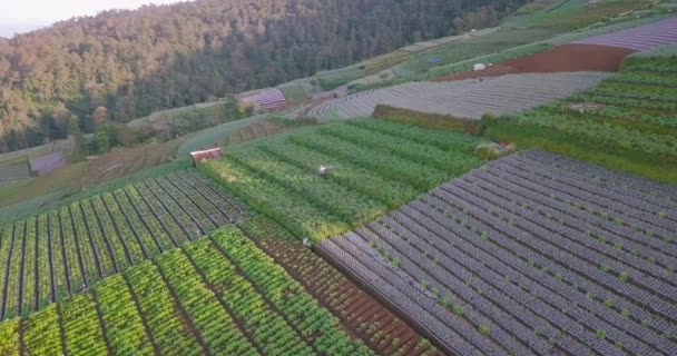 Aerial Birds Eye Shot Showing Asian Farmer Working Vegetable Plantation — Stockvideo