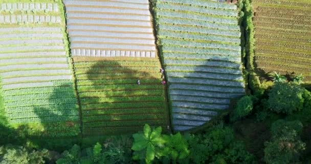 Luchtfoto Van Boer Die Werkt Terrasvormige Groenteplantage Helling Van Mount — Stockvideo
