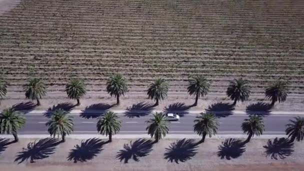 Aerial View Car Driving Famous Palm Trees Seppeltsfield Road Barossa — 비디오