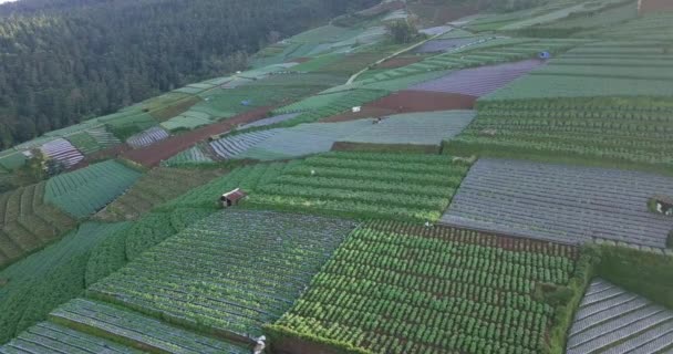 Letecký Pohled Terasovitou Zeleninovou Plantáž Svahu Hory Sumbing Magelangu Centrální — Stock video