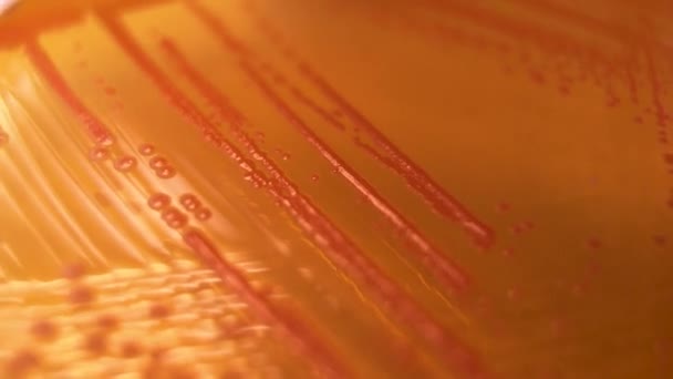 Closeup Orange Bacterial Colonies Petri Dish Agar Culture Laboratory — Wideo stockowe