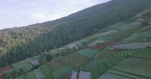 Aerial View Terraced Vegetable Plantation Slope Mount Sumbing Magelang Central — Stockvideo