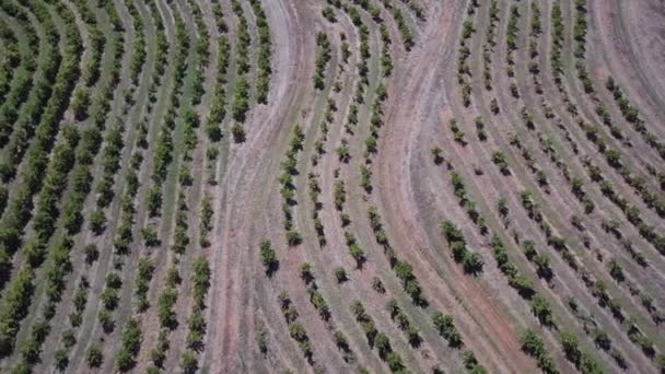 Landscape Winery Vineyards Barossa Valley Adelaide South Australia Aerial Drone — Stock Video