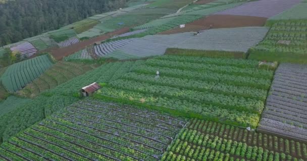 Drone Shot Farmer Working Vegetable Plantation Hillside Morning Green Vegetable — Vídeo de Stock