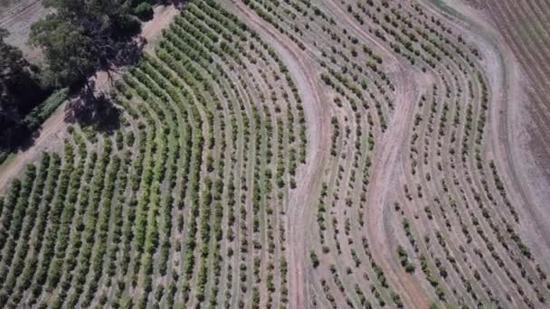 Vast Agricultural Land Growing Vineyards Barossa Valley Adelaide South Australia — 图库视频影像