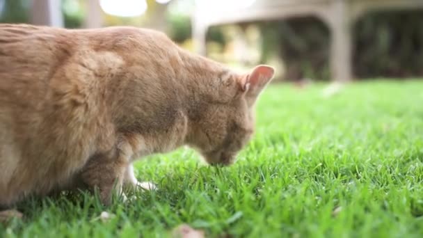 Domestic Tabby Cat Sniffing Green Lawn Backyard Close — Vídeo de Stock