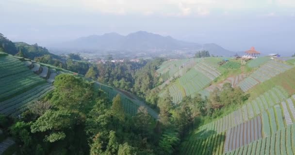 Aerial View Beautiful Vegetable Plantation Slope Mount Sumbing Magelang Central — Wideo stockowe