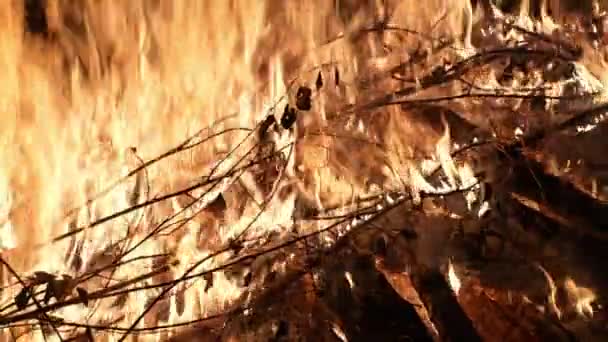 Αφηρημένη Φλόγες Καύση Φόντο Του Σωρό Κλάδο — Αρχείο Βίντεο