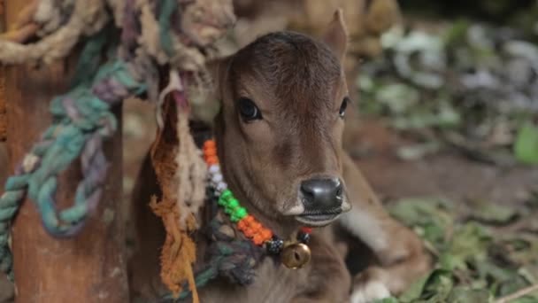 Close Gimbal Shot Newborn Calf Lying Corral Looking Camera — Video Stock