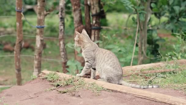 Back View Tabby Cat Looking Attentively Landscape Close Zoom — Vídeo de Stock