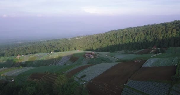 Aerial View Beautiful Terraced Vegetable Plantation Slope Mount Sumbing Magelang — Stockvideo