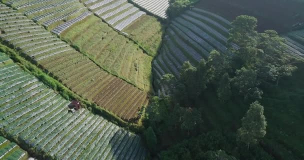 Aerial View Beautiful Terraced Vegetable Plantation Slope Mount Sumbing Magelang — Stockvideo