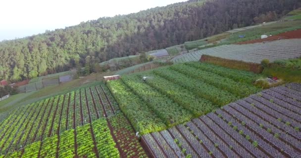 Aerial View Farmer Spraying Pesticides Vegetable Fields Sunlight Indonesia — Stockvideo