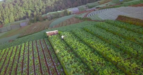 Aerial View Terraced Vegetable Plantation Slope Mount Sumbing Farmer Working — Stockvideo