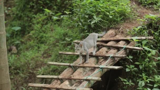 Gray Cat Meowing Standing Wooden Walkway Countryside Close Gimbal — Stok Video