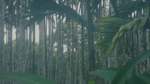 Unrecognizable Man Climbing Areca Nut Tree Trunk Cloudy Day Gimbal — Stok video