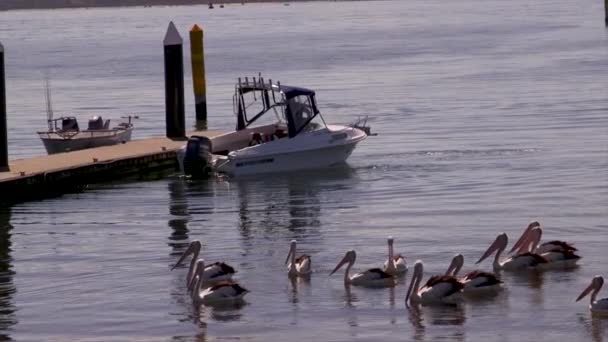 Fisherman Reversing His Watercraft Boat Jetty Other Smaller Boats Moored — Stock videók