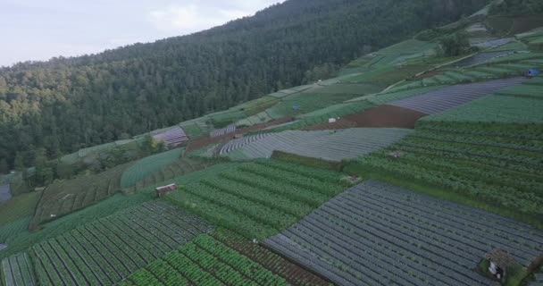 Beautiful Terraced Vegetable Plantation Slope Sumbing Mountain Planted Broccoli Scallion — Vídeos de Stock