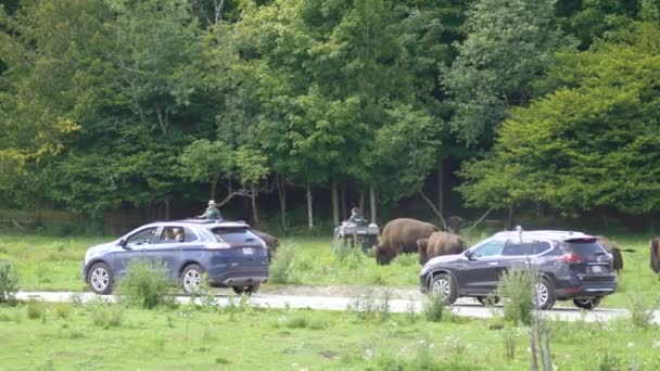 Rangers Feeding American Bison Park Bison Safari Quebec Canada — Vídeo de Stock