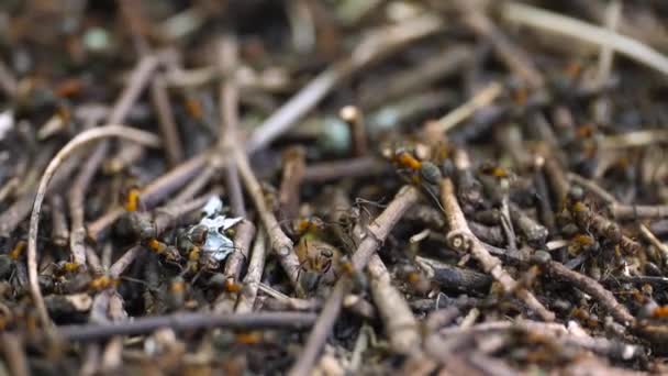 Myrmecophobia Creeping Witnessing Ants Building Hill — Vídeos de Stock