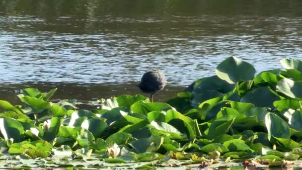 White Beaked Coot Cleans Its Feathers Its Beak Top Water — 图库视频影像