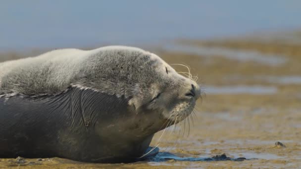 Funny Expressive Extreme Close Young Seal Sandy Beach — Video Stock