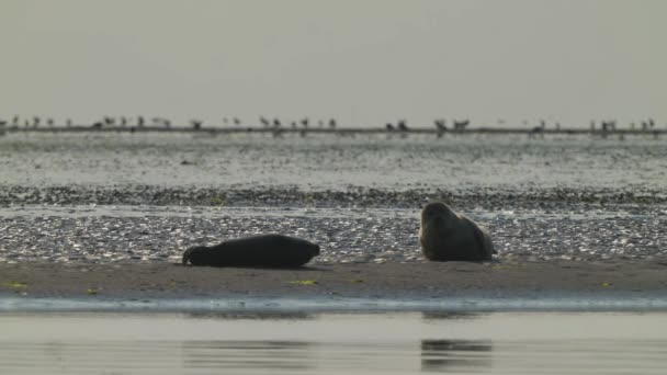 Seal Mother Son Play Laying Ocean Sandy Beach Texel Netherlands — Vídeo de Stock